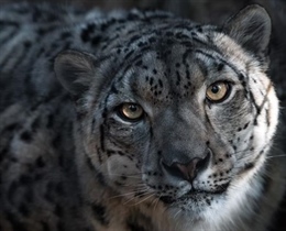 The Snow Leopard: The Mysterious Ghost of the Mountains
