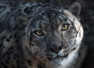 The Snow Leopard: The Mysterious Ghost of the Mountains