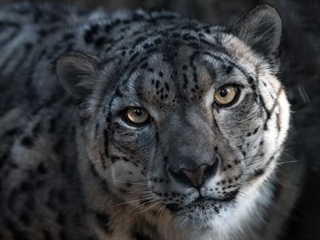 The Snow Leopard: The Mysterious Ghost of the Mountains