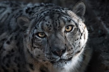 The Snow Leopard: The Mysterious Ghost of the Mountains