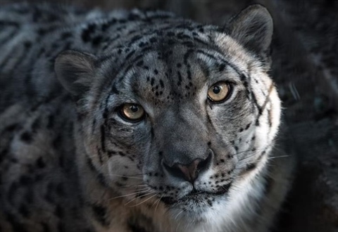 The Snow Leopard: The Mysterious Ghost of the Mountains