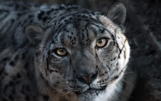 The Snow Leopard: The Mysterious Ghost of the Mountains