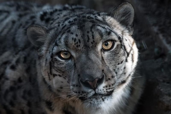 The Snow Leopard: The Mysterious Ghost of the Mountains
