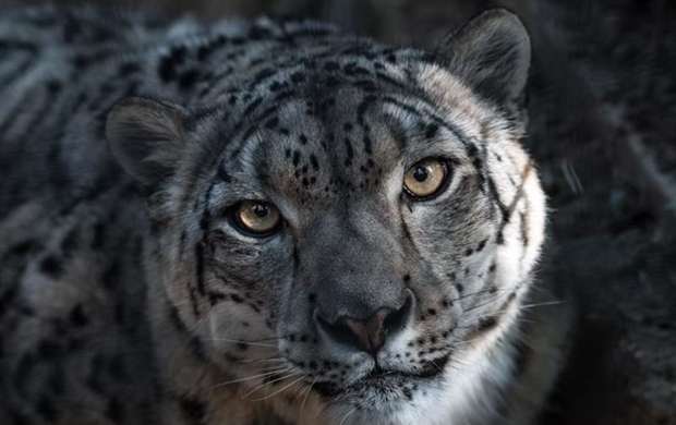 The Snow Leopard: The Mysterious Ghost of the Mountains