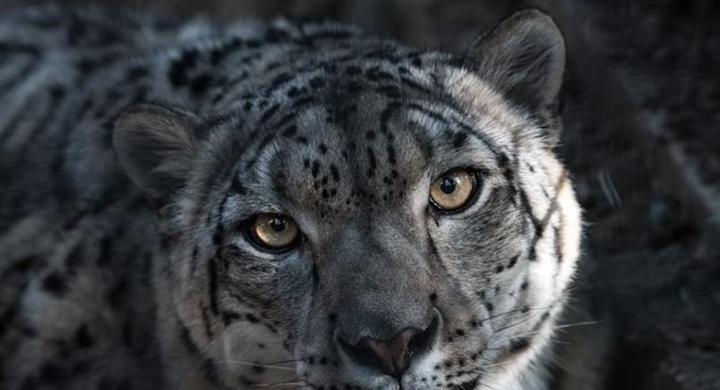 The Snow Leopard: The Mysterious Ghost of the Mountains