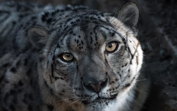The Snow Leopard: The Mysterious Ghost of the Mountains