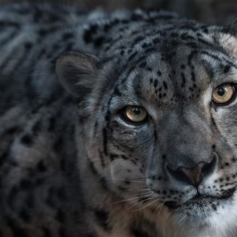 The Snow Leopard: The Mysterious Ghost of the Mountains