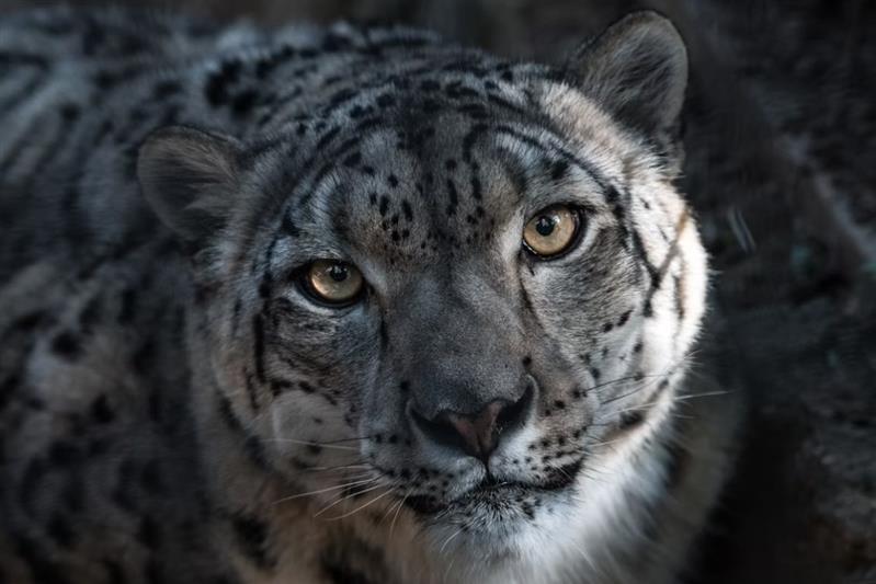 The Snow Leopard: The Mysterious Ghost of the Mountains