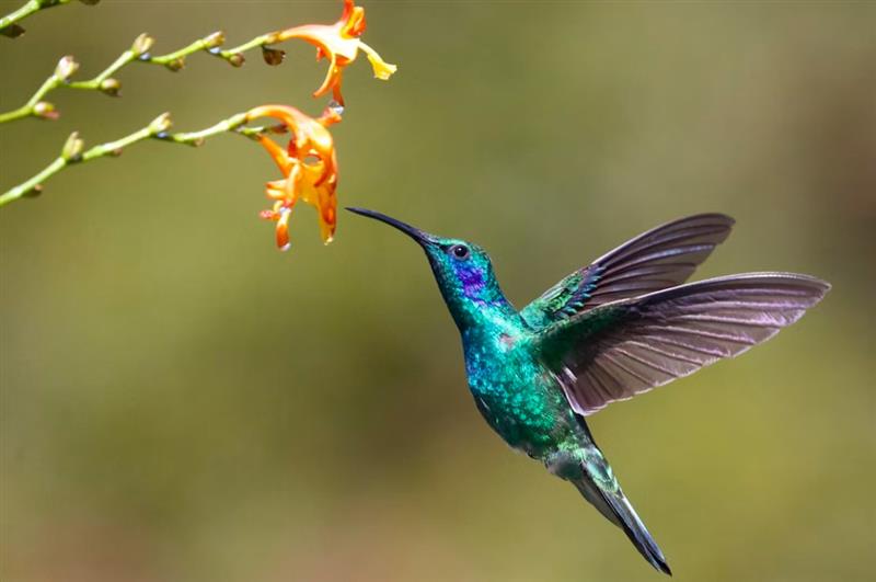 The Hummingbird: A Tiny Bird With Extraordinary Flying Skills
