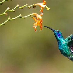 The Hummingbird: A Tiny Bird With Extraordinary Flying Skills
