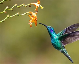 The Hummingbird: A Tiny Bird With Extraordinary Flying Skills