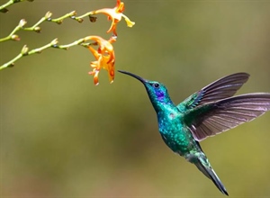 The Hummingbird: A Tiny Bird With Extraordinary Flying Skills