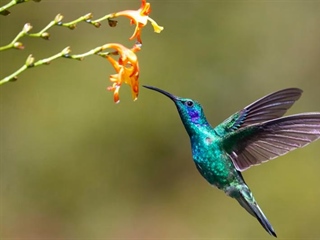 The Hummingbird: A Tiny Bird With Extraordinary Flying Skills