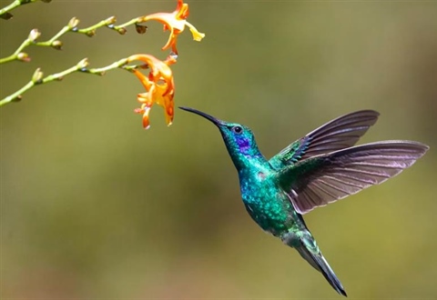 The Hummingbird: A Tiny Bird With Extraordinary Flying Skills