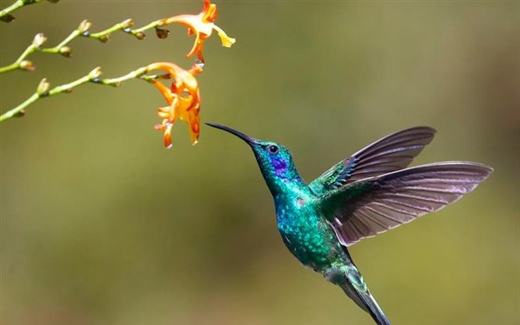 The Hummingbird: A Tiny Bird With Extraordinary Flying Skills