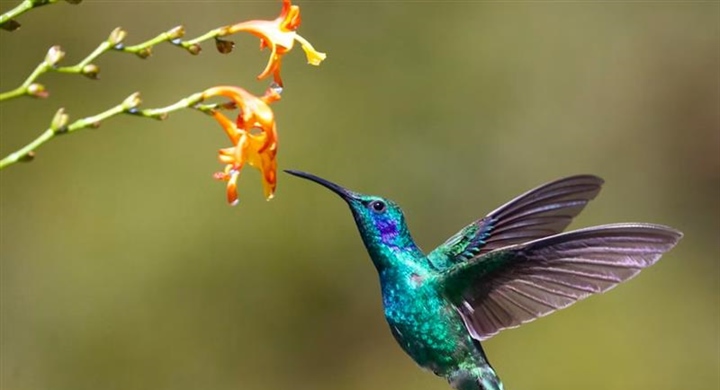 The Hummingbird: A Tiny Bird With Extraordinary Flying Skills