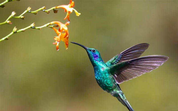 The Hummingbird: A Tiny Bird With Extraordinary Flying Skills