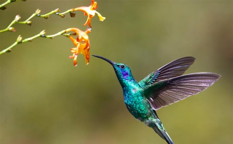 The Hummingbird: A Tiny Bird With Extraordinary Flying Skills