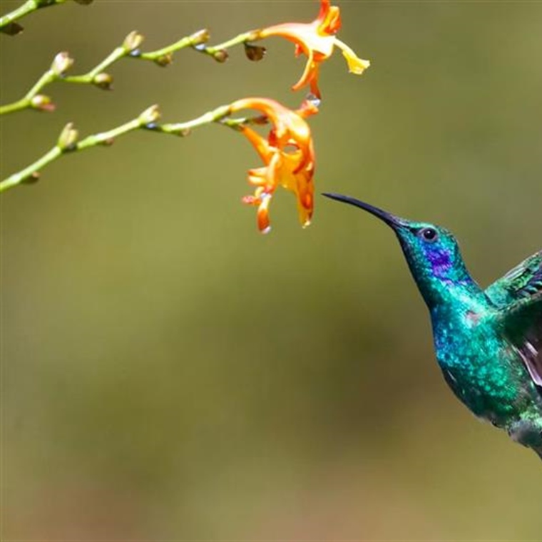 The Hummingbird: A Tiny Bird With Extraordinary Flying Skills