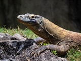 The Komodo Dragon: The World's Largest Living Lizard