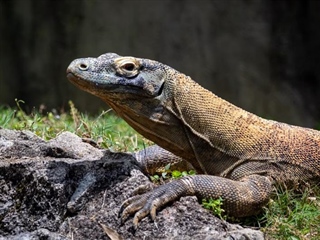 The Komodo Dragon: The World's Largest Living Lizard