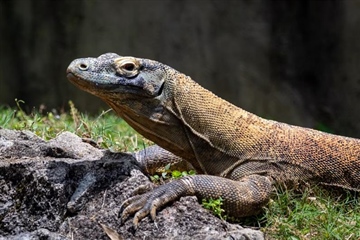 The Komodo Dragon: The World's Largest Living Lizard