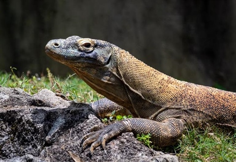 The Komodo Dragon: The World's Largest Living Lizard