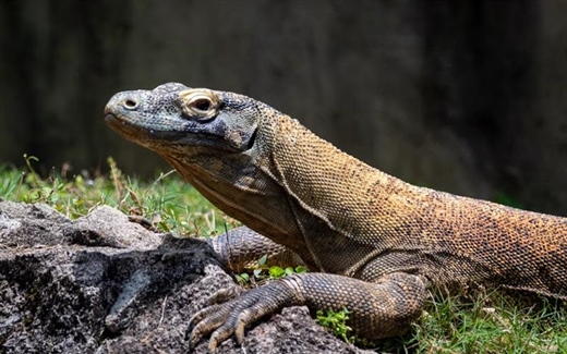 The Komodo Dragon: The World's Largest Living Lizard
