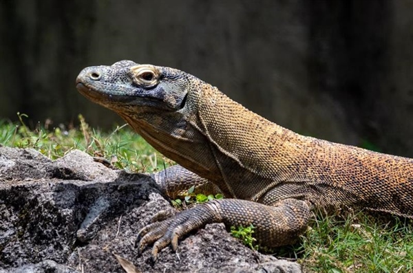 The Komodo Dragon: The World's Largest Living Lizard