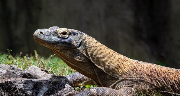 The Komodo Dragon: The World's Largest Living Lizard