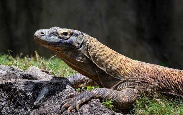 The Komodo Dragon: The World's Largest Living Lizard