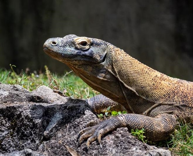 The Komodo Dragon: The World's Largest Living Lizard