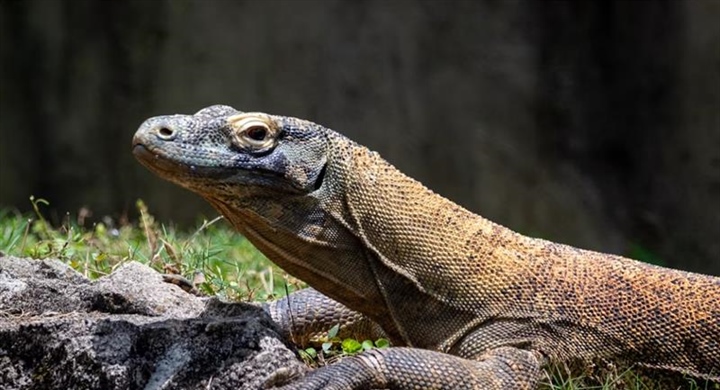 The Komodo Dragon: The World's Largest Living Lizard