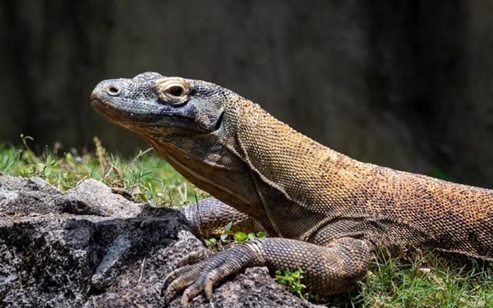 The Komodo Dragon: The World's Largest Living Lizard