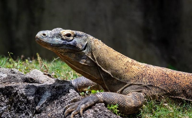 The Komodo Dragon: The World's Largest Living Lizard