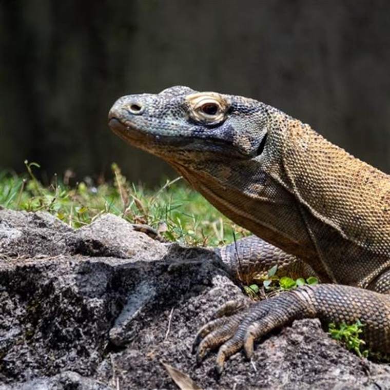 The Komodo Dragon: The World's Largest Living Lizard