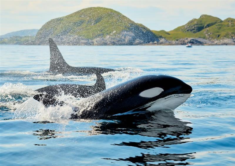 The Orca: An Intelligent Hunter With a Complex Family Life