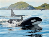 The Orca: An Intelligent Hunter With a Complex Family Life