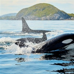 The Orca: An Intelligent Hunter With a Complex Family Life