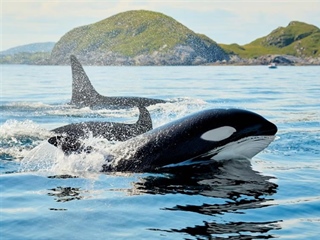 The Orca: An Intelligent Hunter With a Complex Family Life