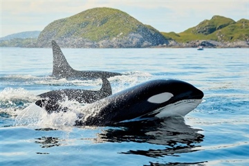 The Orca: An Intelligent Hunter With a Complex Family Life