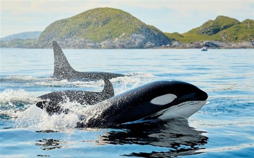 The Orca: An Intelligent Hunter With a Complex Family Life