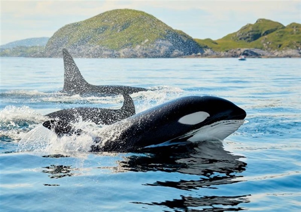 The Orca: An Intelligent Hunter With a Complex Family Life