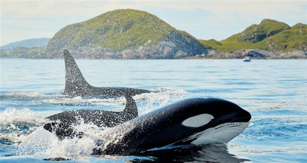 The Orca: An Intelligent Hunter With a Complex Family Life