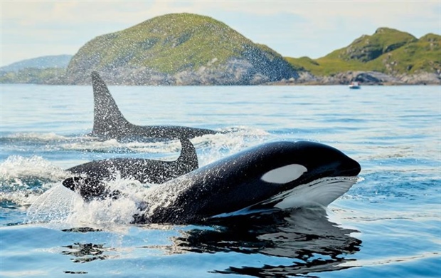 The Orca: An Intelligent Hunter With a Complex Family Life