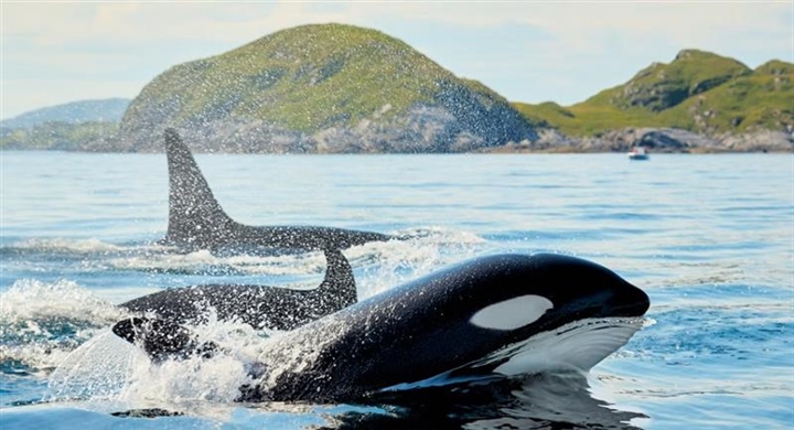 The Orca: An Intelligent Hunter With a Complex Family Life