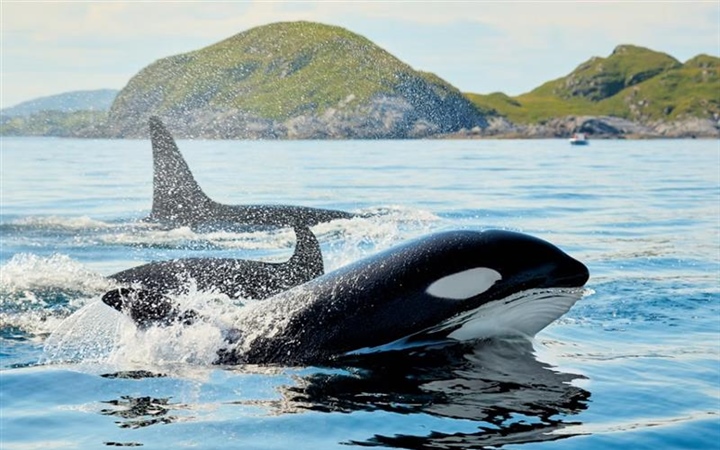 The Orca: An Intelligent Hunter With a Complex Family Life