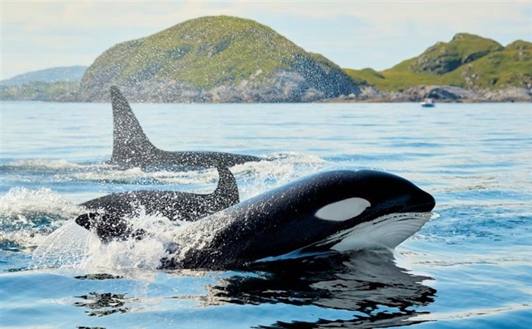 The Orca: An Intelligent Hunter With a Complex Family Life