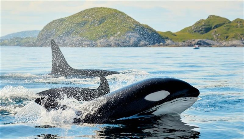 The Orca: An Intelligent Hunter With a Complex Family Life