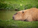 The Capybara: The World's Largest Rodent